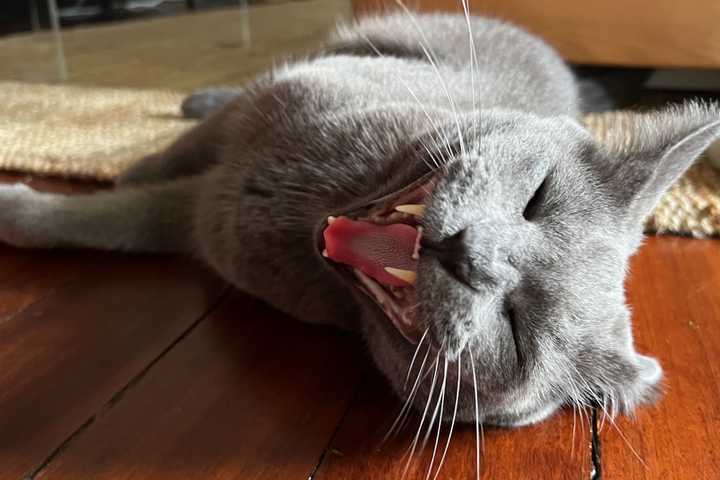 Roger the cat yawning.
